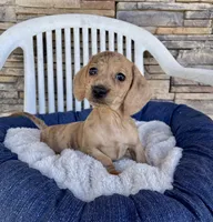Flora, a female Miniature Dachshund for sale in Millmont, PA – 6 of 6