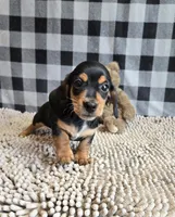 Boone, a male Miniature Dachshund for sale in Millmont, PA – 2 of 9