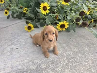 Hope, a female Miniature Dachshund for sale in Millmont, PA – 6 of 8