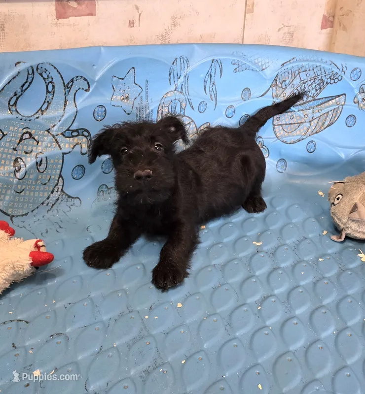 Odie – Scottish Terrier puppy for sale in Millmont, PA