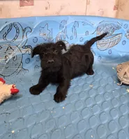 Odie, a male Scottish Terrier for sale in Millmont, PA – 1 of 8