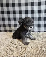 Sam, a male Miniature Schnauzer for sale in Millmont, PA – 2 of 4