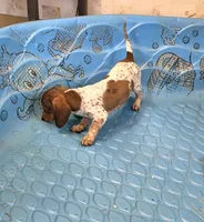 Nellie, a female Miniature Dachshund for sale in Millmont, PA – 4 of 7