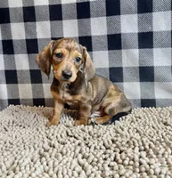 Noah, a male Miniature Dachshund for sale in Millmont, PA – 5 of 6