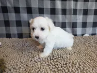 Stan, a male Bichon Frise and Coton de Tulear for sale in Millmont, PA – 6 of 6