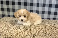 Ricky, a male Coton de Tulear and Poodle - Miniature  for sale in Millmont, PA – 2 of 5