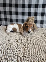 Kenny, a male Miniature Dachshund for sale in Millmont, PA – 5 of 8