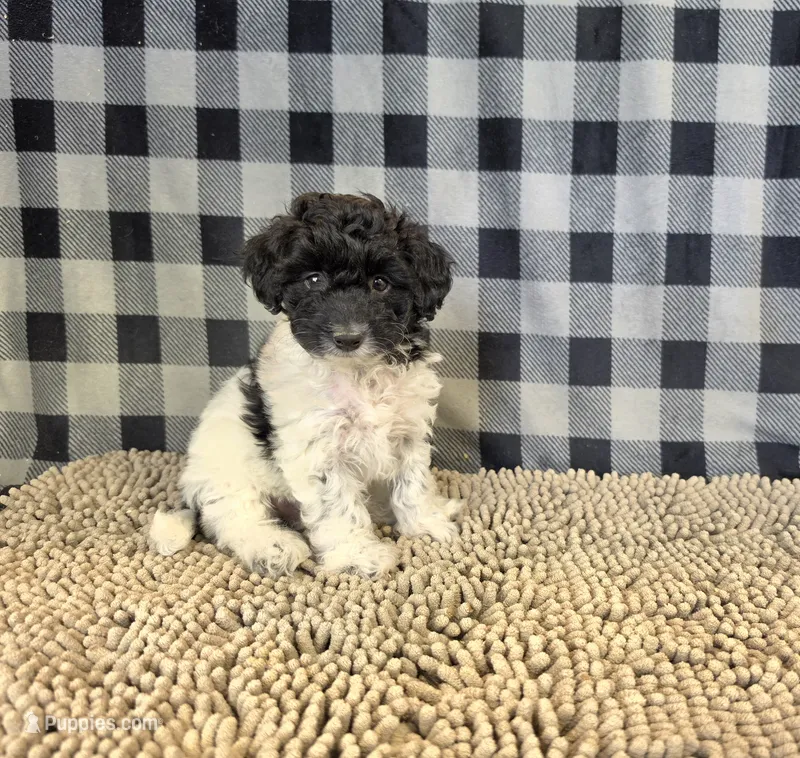 Ruthie – Coton de Tulear, Poodle - Miniature  puppy for sale in Millmont, PA