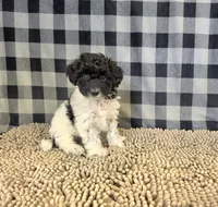Ruthie, a female Coton de Tulear and Poodle - Miniature  for sale in Millmont, PA – 1 of 5