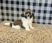Abby, a female Shih Tzu for sale in Millmont, PA – 3 of 5