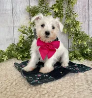 processed/6b8f1ba0-53c4-44aa-9a40-96ba513b41a5/listing/e49220d1-5ff8-4038-93c7-fd6c0c9d8f53/21e90ed2-757f-4ba8-bc3b-67201a120abe