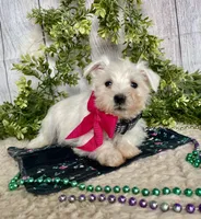 processed/6b8f1ba0-53c4-44aa-9a40-96ba513b41a5/listing/e49220d1-5ff8-4038-93c7-fd6c0c9d8f53/72dd50ab-f149-44d8-8d18-0c946eed1f05