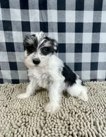 Shelly, a female Miniature Schnauzer for sale in Millmont, PA – Photo 3 of 4