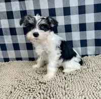 Shelly, a female Miniature Schnauzer for sale in Millmont, PA – Photo 1 of 4