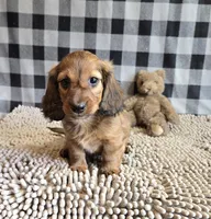 Basil, a male Miniature Dachshund for sale in Millmont, PA – 2 of 7