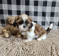 Mac, a male Shih Tzu for sale in Millmont, PA – 4 of 7