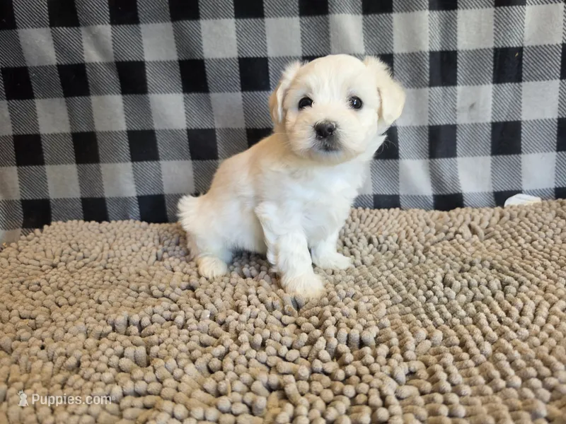 Susie – Bichon Frise, Coton de Tulear puppy for sale in Millmont, PA