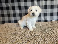 Susie, a female Bichon Frise and Coton de Tulear for sale in Millmont, PA – 1 of 6