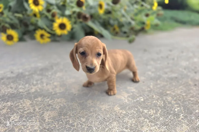 Holly – Miniature Dachshund puppy for sale in Millmont, PA