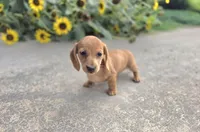 Holly, a female Miniature Dachshund for sale in Millmont, PA – 1 of 8