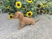 Hope, a female Miniature Dachshund for sale in Millmont, PA – 3 of 8