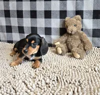 Boone, a male Miniature Dachshund for sale in Millmont, PA – 3 of 9