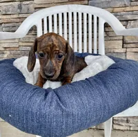 Fern, a female Miniature Dachshund for sale in Millmont, PA – 4 of 5