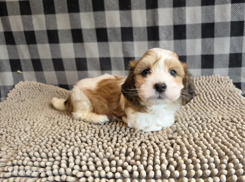 Ben – Havachon puppy for sale in Millmont, PA