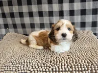 Ben, a male Havachon for sale in Millmont, PA – 1 of 8