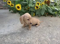 Harper, a male Miniature Dachshund for sale in Millmont, PA – 10 of 10