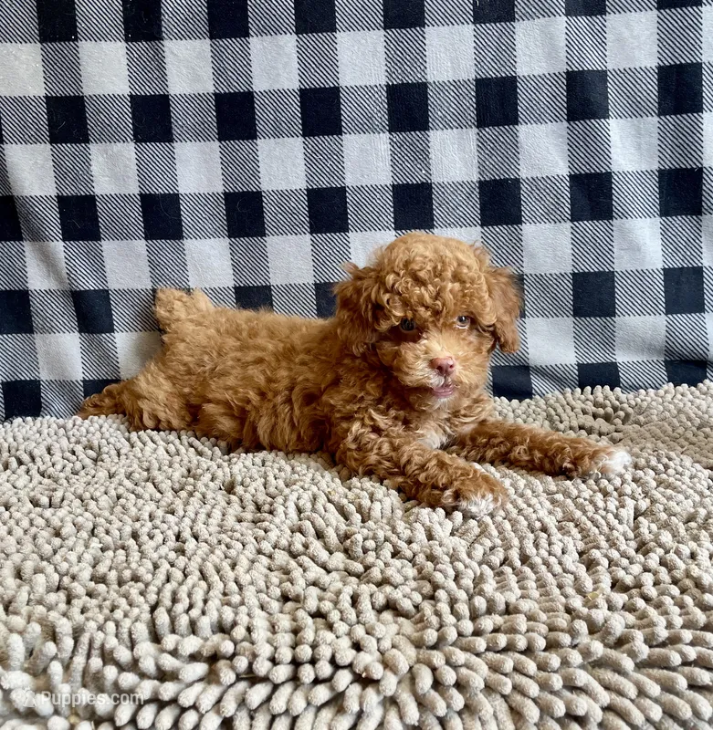 Ned – Poodle - Miniature  puppy for sale in Millmont, PA