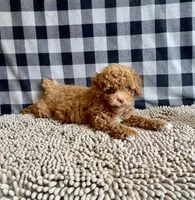 Ned, a male Poodle - Miniature  for sale in Millmont, PA – 1 of 8