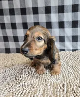 Tanner, a male Miniature Dachshund for sale in Millmont, PA – 5 of 5