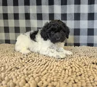 Rosie, a female Coton de Tulear and Poodle - Miniature  for sale in Millmont, PA – 5 of 5