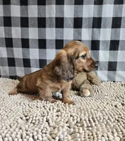 Basil, a male Miniature Dachshund for sale in Millmont, PA – 7 of 7