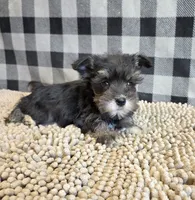 Sally, a female Miniature Schnauzer for sale in Millmont, PA – 4 of 7