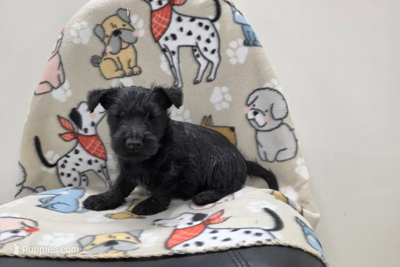 Violet – Scottish Terrier puppy for sale in Millmont, PA