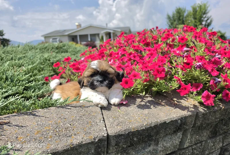 Andy – Shih Tzu puppy for sale in Millmont, PA