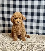 Nancy, a female Poodle - Miniature  for sale in Millmont, PA – 6 of 6