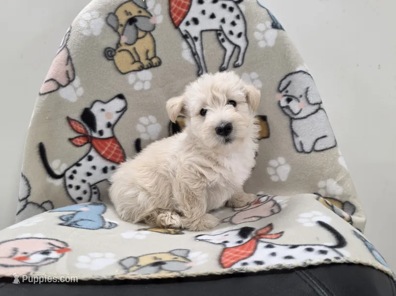 Velma – Scottish Terrier puppy for sale in Millmont, PA