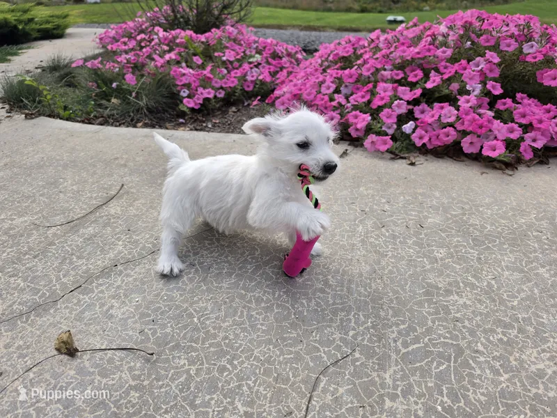 Parker – West Highland White Terrier puppy for sale in Millmont, PA