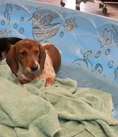 Kenny, a male Miniature Dachshund for sale in Millmont, PA – 6 of 8