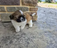 Andy, a male Shih Tzu for sale in Millmont, PA – 5 of 6