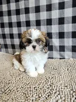 Marcus , a male Shih Tzu for sale in Millmont, PA – 3 of 8