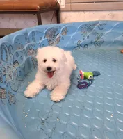 Belle, a female Bichon Frise for sale in Millmont, PA – 5 of 5
