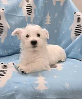 Lenny, a male West Highland White Terrier for sale in Millmont, PA – 2 of 8