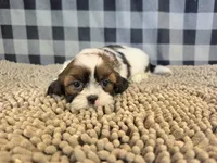 Adam, a male Shih Tzu for sale in Millmont, PA – 3 of 5