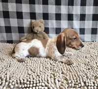 Kenny, a male Miniature Dachshund for sale in Millmont, PA – 2 of 8