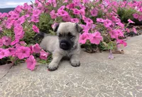 Julie, a female Cairn Terrier for sale in Millmont, PA – 5 of 8