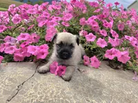 Julie, a female Cairn Terrier for sale in Millmont, PA – 8 of 8